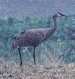Blokker aller tijden: Canadese Kraanvogel te Paesens-Moddergat in september 1991